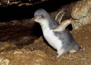 Белокрылый пингвин исполняет победный танец. (Фото авторов исследования.)