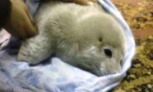 Найденный близ Владивостока детеныш тюленя погиб. Фото: Дейта.Ru