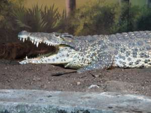 Кубинский крокодил. Фото: ВикипедиЯ