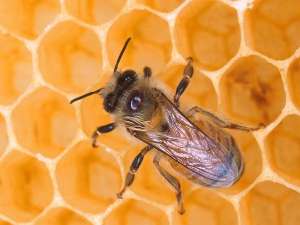 Пчелы. Фото: http://vospitatel.com.ua