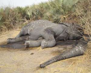 Убийство слонов. Фото: http://podrobnosti.ua
