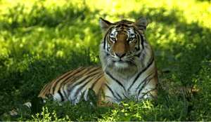 Тигры без охраны. Фото: Голос России