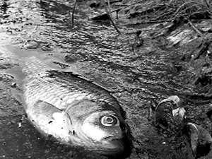 Экологи обнаружили гибель рыбы на реке под Новосибирском. Фото: http://vtomske.ru