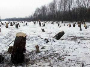 Незаконная вырубка деревьев. Фото: http://ktelegraf.ru