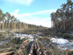Вырубка леса под дорогу к Жуковскому. Фото: http://www.novayagazeta.ru