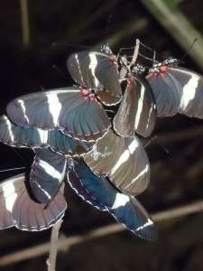 Бабочки Heliconius erato на ночёвке (фото авторов исследования).