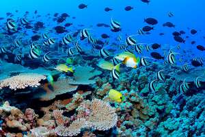 Стоимость гавайских рифов оценивается в $33,57 млрд. (Фото NOAA.)