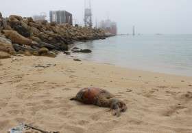 Мертвый тюлень. Фото: http://aktau-news.kz