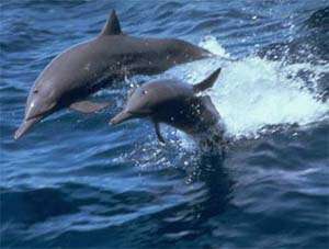 Дельфины. Фото: http://zooclub.ru