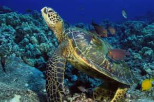 Морская черепаха. Фото: http://children.claw.ru