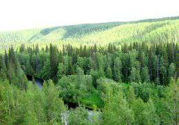 Малонарушенные леса - огромное хранилище углерода и сокровищница биоразнообразия. Фото: WWF 