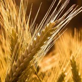 Пшеница с запахом мяты. Фото: http://plantus.ru/