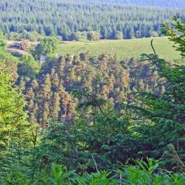 Глобальный лесной эксперимент проведут в Европе. Фото с сайта &quot;Вокруг Света&quot; (http://www.vokrugsveta.ru)