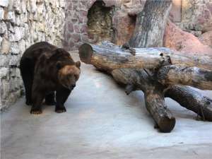 Медведь в Московском зоопарке. Фото: http://citytowers.ru