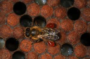 Пчела с прополисным сырьём на лапках (фото Eric Tourneret).