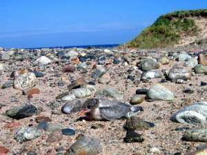 Экологи просят губернатора сохранить «Онежское Поморье». Фото: ИА Двина-Информ