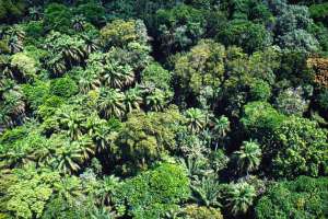 Тропические леса Южной Америки. Фото: http://dic.academic.ru
