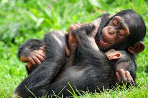 Маленькие шимпанзе начинают свою жизнь в коллективе с передразнивания друг друга. (Фото Tambako the Jaguar.)