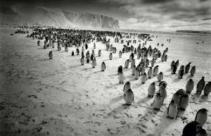 Императорские пингвины в Антарктиде. Фото: http://dolgopyat.ru