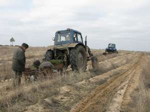 Шесть миллионов сосен и акаций будет высажено на Дону. Фото: http://www.forest.ru