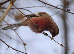 Урагус. Эту птичку нередко можно встретить на Бикине. Фото: WWF