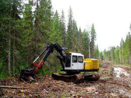 Последние коренные леса Европы уничтожаются рубками. Фото: WWF