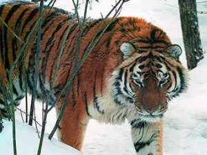 Амурский тигр. Фото с сайта российского отделения WWF