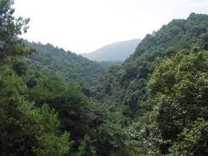 Субтропический лес в районе Чжаоцин, Гуандун, Китай. Фотография Thrips c сайта www.panoramio.com