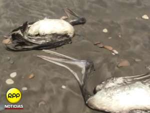 Как рассказывают ученые из Перуанского морского института, всего в разных стадиях разложения было найдено 538 трупа пеликанов, а также 54 мертвых баклана - многие из них умерли уже давно. Фото: http://www.rpp.com.pe