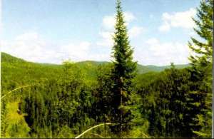 Леса Сибири. Фото: http://forest.akadem.ru