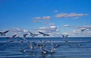 Птицы над морем. Фото: http://okleve.ru