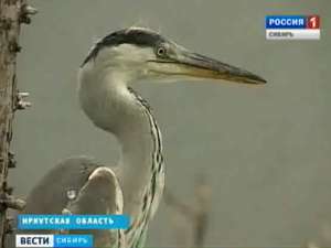 Нефтяное пятно на поверхности Ангары стало причиной гибели уток. Фото: http://www.vesti.ru
