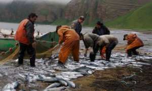 Камчатские рыбаки прислушались к рекомендациям экологов. Фото: http://deita.ru