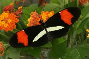 Бабочка Heliconius melpomene melpomene (здесь и ниже фото авторов исследования).