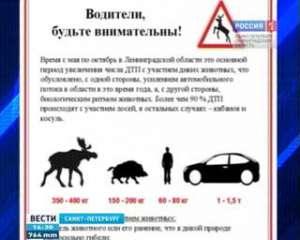 Миграция диких животных становится проблемой на областных трассах. Фото: Вести.Ru