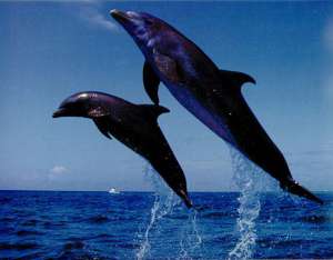 Дельфины. Фото: http://www.fresher.ru