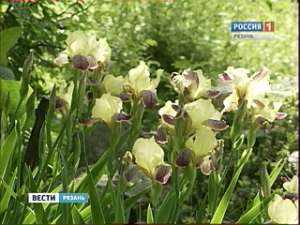 Рязанские биологи создали искусственную среду для выращивания редких цветов. Фото: Вести.Ru
