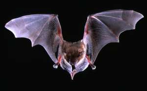 Адаптивное крыло летучей мыши. Фото: http://topnews.ae/images/bat.JPG