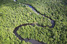 По подсчетам бразильской организации IPEA, новое лесное законодательство может привести к исчезновению 76,5 миллионов га леса, что равнозначно выбросам дополнительных 28 миллиардов тонн CO2 в атмосферу. Фото: WWF