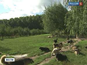 Осторожно, догхантеры: трава в парках может быть опасна для собак. Фото: Вести.Ru