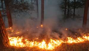 В США борются с небывалыми лесными пожарами. Фото: Голос России
