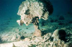 Прибрежные кораллы вполне справляются с повышенными темпами осадконакопления и естественным микробным окружением, но добавьте чуть-чуть больше органики — и кораллы моментально умрут, — говорит Катарина Фабрициус (Katharina Fabricius), руководитель нового исследования, опубликованного в PNAS. Фото мертвого коралла с сайта carbon-based-ghg.blogspot.com
