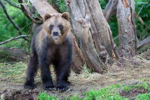 Камчатским медведям не хватает рыбы и икры. Фото: Вести.Ru