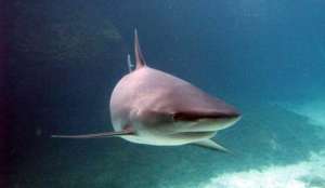 Ученые изобрели «пугалку» для акул. Фото: Голос России