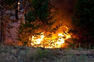 Лесной пожар. Фото: http://amurpress.ru