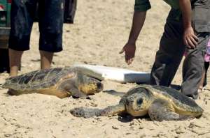 В Израиле спасли редких морских черепах. Фото: http://www.mignews.com