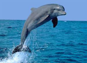 Дельфин. Фото: ЮГА.ру