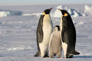 Императорские пингвины. Фото: http://animalbox.ru