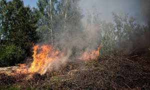 В Крыму горит заповедный лес. Фото: http://crimea.comments.ua