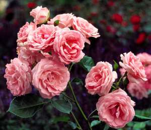 Розы. Фото: http://gurri.ru